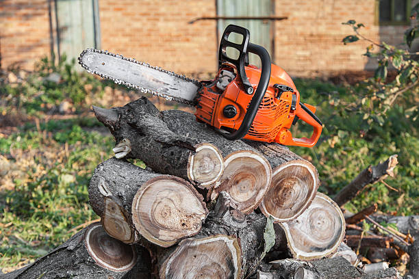 Large Tree Removal